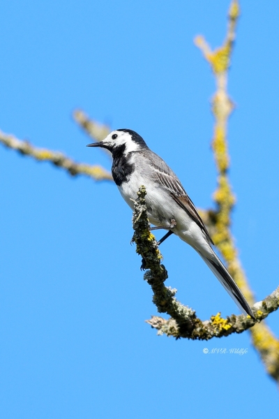 BR8A4811-Witte-Kwikstaart-White-Wagtail-Bachstelze-Bergeronnette-Grise-Lavandera-Blanca