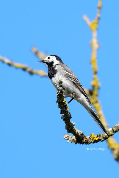 BR8A4811-Witte-Kwikstaart-White-Wagtail-Bachstelze-Bergeronnette-Grise-Lavandera-Blanca_1
