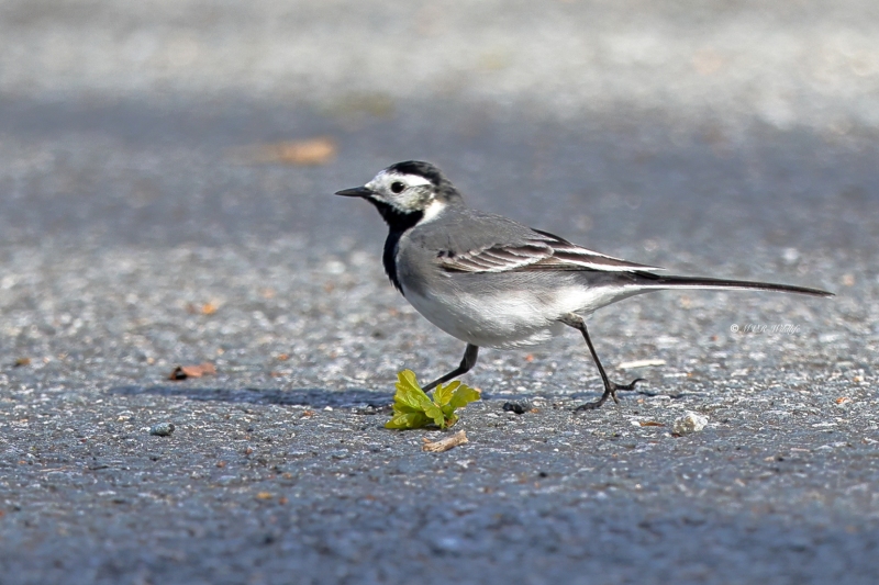 BR8A6257-Witte-Kwikstaart-White-Wagtail-Bachstelze-Bergeronnette-Grise-Lavandera-Blanca