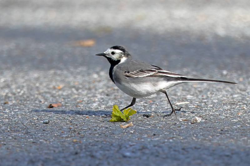 BR8A6257-Witte-Kwikstaart-White-Wagtail-Bachstelze-Bergeronnette-Grise-Lavandera-Blanca_1
