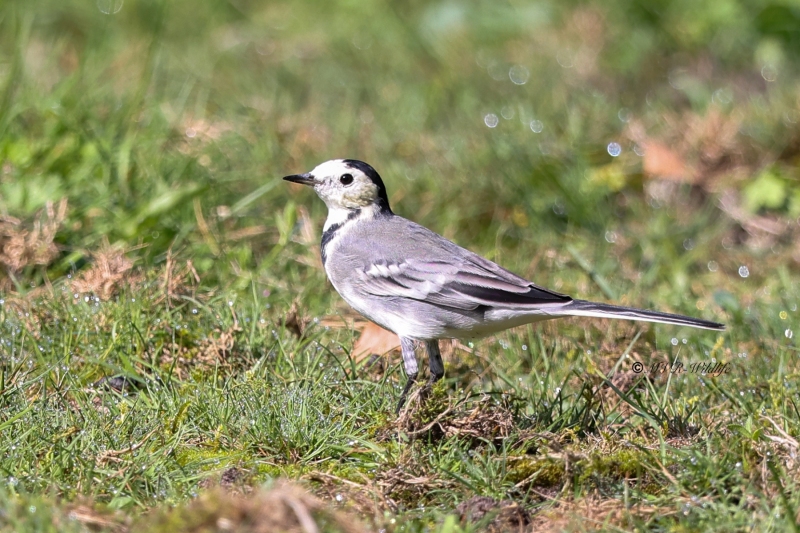 BR8A7024-Witte-Kwikstaart-White-Wagtail-Bachstelze-Bergeronnette-Grise-Lavandera-Blanca