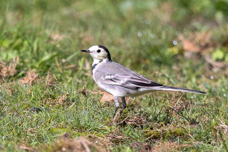 BR8A7024-Witte-Kwikstaart-White-Wagtail-Bachstelze-Bergeronnette-Grise-Lavandera-Blanca_1