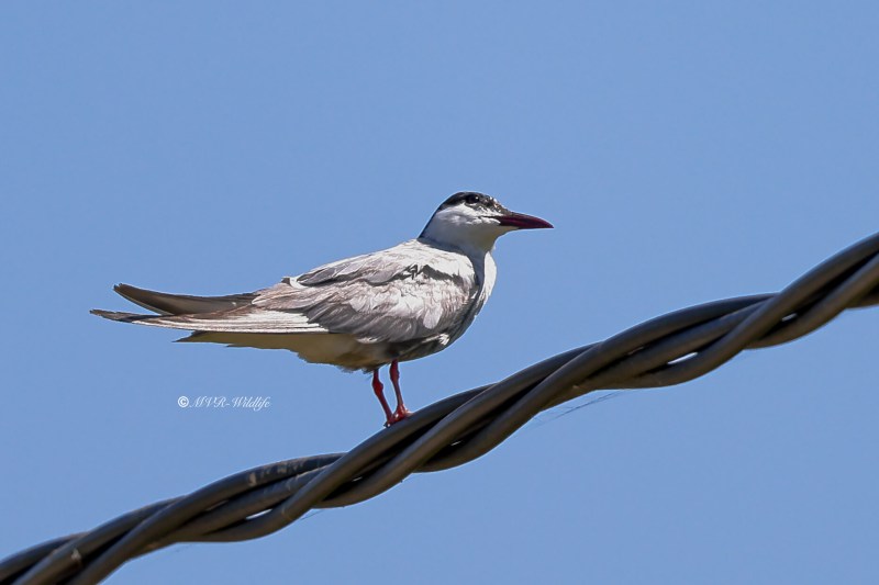BR8A1068-Witwangstern-Chlidonias-hybrida-Whiskered-Tern-Weisbart-Seeschwalbe-Guifette-moustac-Fumarel-cariblanco_1