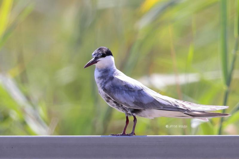 BR8A1085-Witwangstern-Chlidonias-hybrida-Whiskered-Tern-Weisbart-Seeschwalbe-Guifette-moustac-Fumarel-cariblanco_1