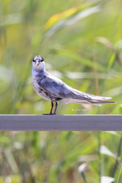 BR8A1091-Witwangstern-Chlidonias-hybrida-Whiskered-Tern-Weisbart-Seeschwalbe-Guifette-moustac-Fumarel-cariblanco_1