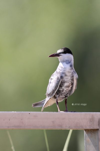 BR8A1117-Witwangstern-Chlidonias-hybrida-Whiskered-Tern-Weisbart-Seeschwalbe-Guifette-moustac-Fumarel-cariblanco_1