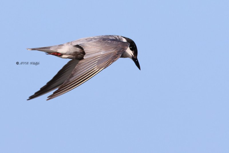 BR8A6767-Witwangstern-Chlidonias-hybrida-Whiskered-Tern-Weisbart-Seeschwalbe-Guifette-moustac-Fumarel-cariblanco_1