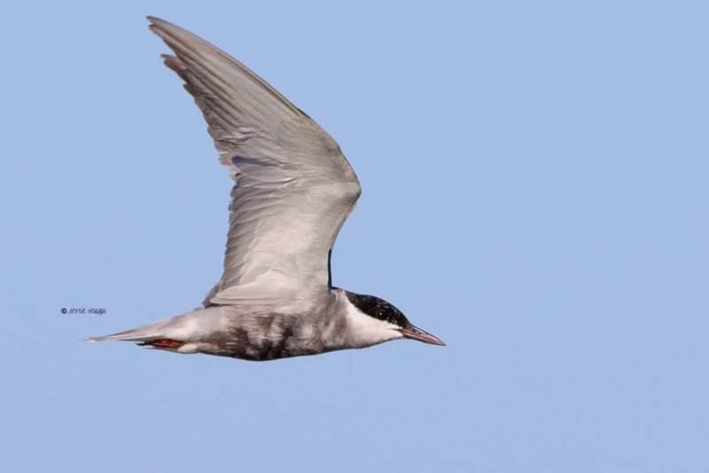 BR8A6770-Witwangstern-Chlidonias-hybrida-Whiskered-Tern-Weisbart-Seeschwalbe-Guifette-moustac-Fumarel-cariblanco_1
