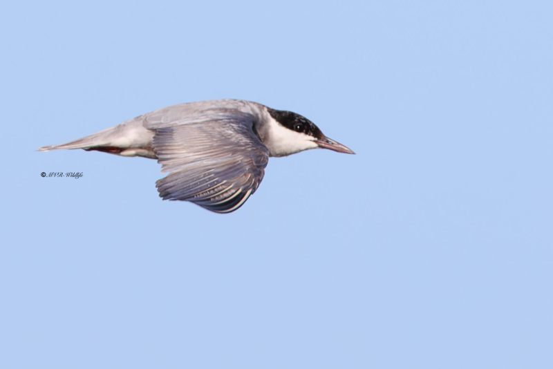 BR8A6771-Witwangstern-Chlidonias-hybrida-Whiskered-Tern-Weisbart-Seeschwalbe-Guifette-moustac-Fumarel-cariblanco_1