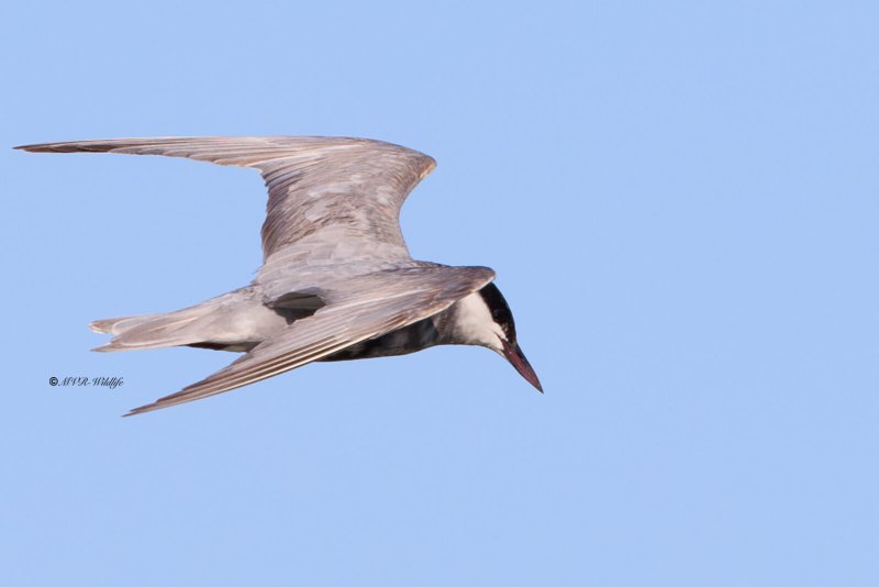 BR8A6774-Witwangstern-Chlidonias-hybrida-Whiskered-Tern-Weisbart-Seeschwalbe-Guifette-moustac-Fumarel-cariblanco_1
