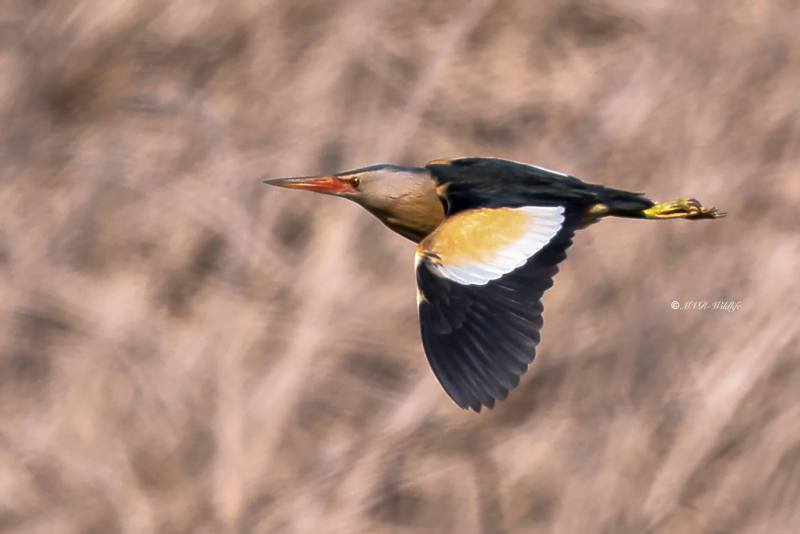 BR8A0591-Woudaap-Little-Bittern-Zwergdommel-Butor-Blongios-Avetorillo-comun_1