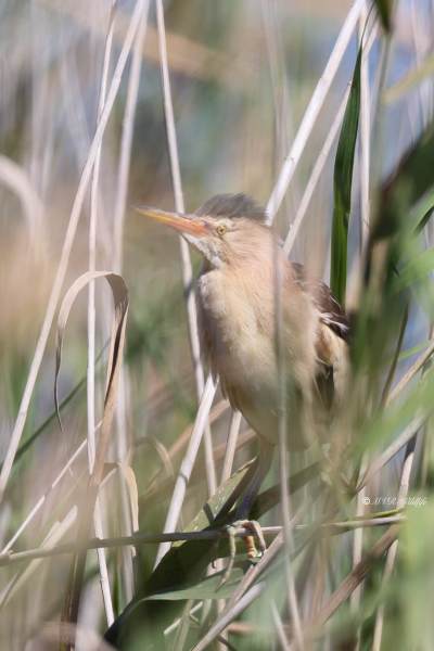 BR8A6663-Woudaap-Ixobrychus-minutus-Little-Bittern-Zwergdommel-Butor-Blongios-Avetorillo-comun_1