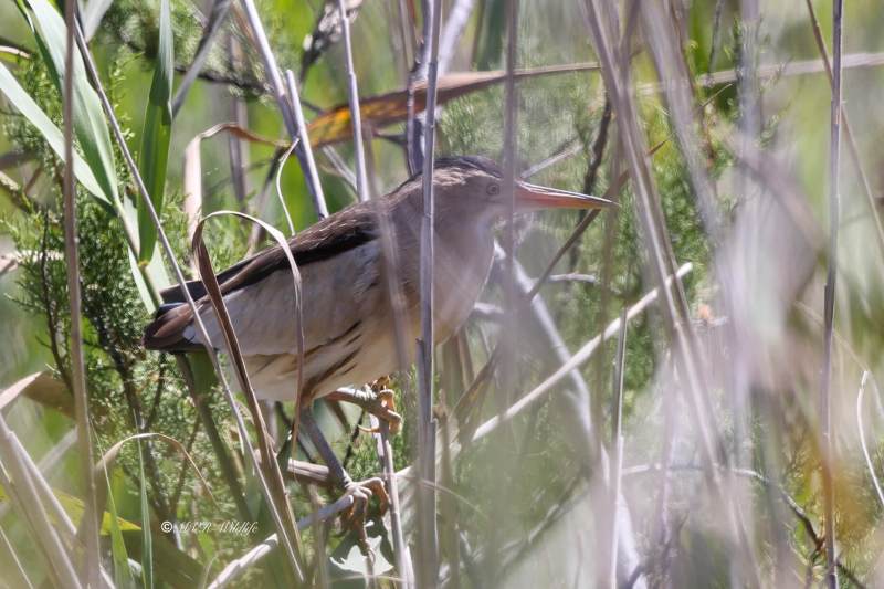 BR8A6672-Woudaap-Ixobrychus-minutus-Little-Bittern-Zwergdommel-Butor-Blongios-Avetorillo-comun_1