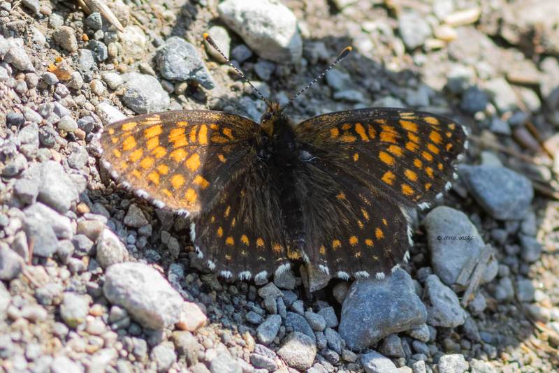 5X8A3996-Woudparelmoervlinder-Melitaea-diamina-False-Heath-Fritillary-Baldrian-Scheckenfalter-Melitee-noiratre-Doncella-oscura_1