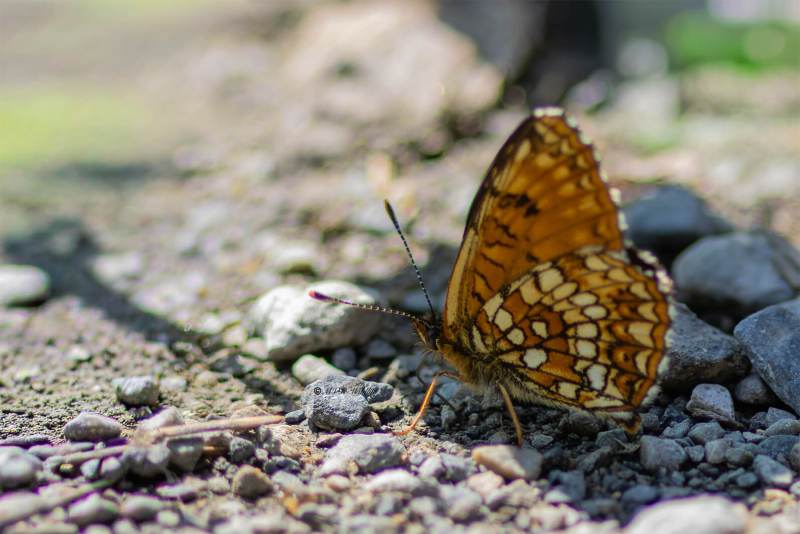 5X8A4009-Woudparelmoervlinder-Melitaea-diamina-False-Heath-Fritillary-Baldrian-Scheckenfalter-Melitee-noiratre-Doncella-oscura_1