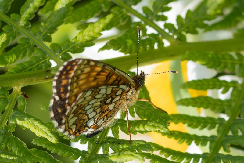 5X8A4157-Woudparelmoervlinder-Melitaea-diamina-False-Heath-Fritillary-Baldrian-Scheckenfalter-Melitee-noiratre-Doncella-oscura_1