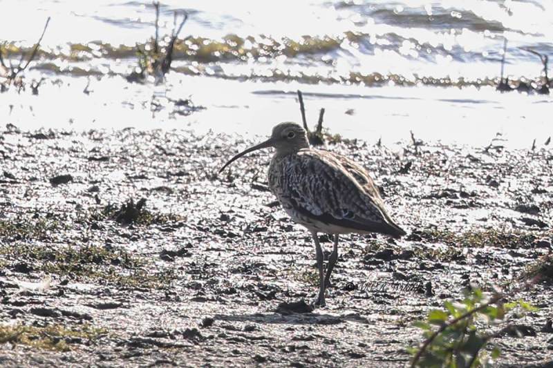 BR8A1797-Wulp-Numenius-arquata-Eurasian-Curlew-Groser-Brachvogel-Courlis-cendre-Zarapito-real_1