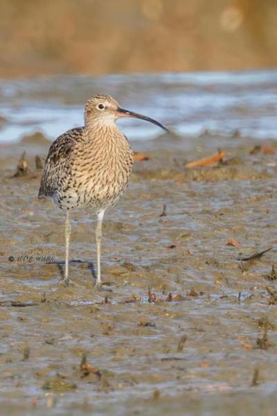 BR8A1902-Wulp-Numenius-arquata-Eurasian-Curlew-Groser-Brachvogel-Courlis-cendre-Zarapito-real_1