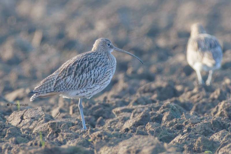 BR8A1930-Wulp-Numenius-arquata-Eurasian-Curlew-Groser-Brachvogel-Courlis-cendre-Zarapito-real_1