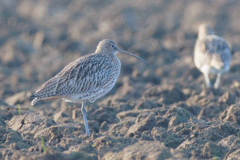 BR8A1930-Wulp-Numenius-arquata-Eurasian-Curlew-Groser-Brachvogel-Courlis-cendre-Zarapito-real_1
