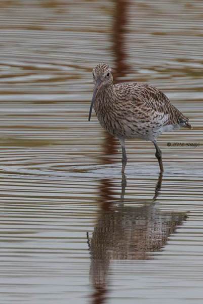 BR8A8109-Wulp-Numenius-arquata-Eurasian-Curlew-Groser-Brachvogel-Courlis-cendre-Zarapito-real_1