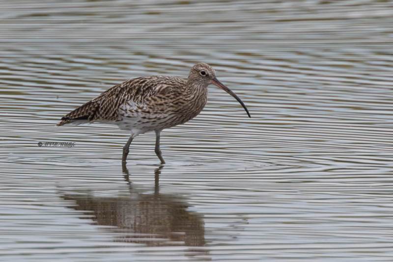 BR8A8168-Wulp-Numenius-arquata-Eurasian-Curlew-Groser-Brachvogel-Courlis-cendre-Zarapito-real_1