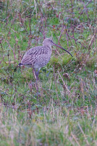 BR8A9048-Wulp-Numenius-arquata-Eurasian-Curlew-Groser-Brachvogel-Courlis-cendre-Zarapito-real_1