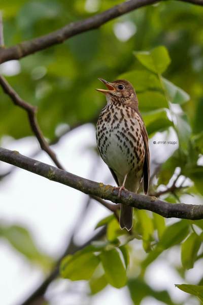 BR8A0338-Zanglijster-Song-Thrush-Singdrossel-Grive-musicienne-Zorzal-comun_1
