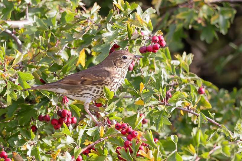 BR8A4079-Zanglijster-Song-Thrush-Singdrossel-Grive-musicienne-Zorzal-comun_1