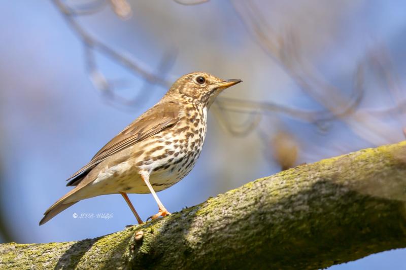 BR8A6128-Zanglijster-Song-Thrush-Singdrossel-Grive-musicienne-Zorzal-comun_1