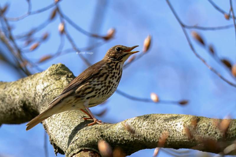 BR8A6173-Zanglijster-Song-Thrush-Singdrossel-Grive-musicienne-Zorzal-comun_1