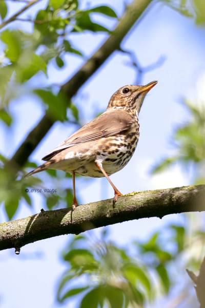 BR8A6486-Zanglijster-Song-Thrush-Singdrossel-Grive-musicienne-Zorzal-comun_1