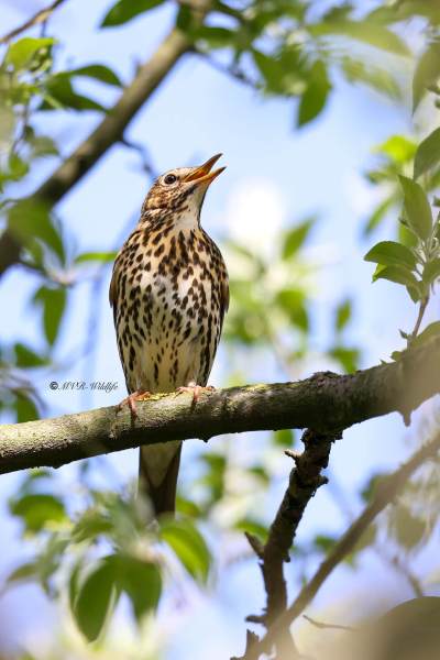 BR8A6530-Zanglijster-Song-Thrush-Singdrossel-Grive-musicienne-Zorzal-comun_1