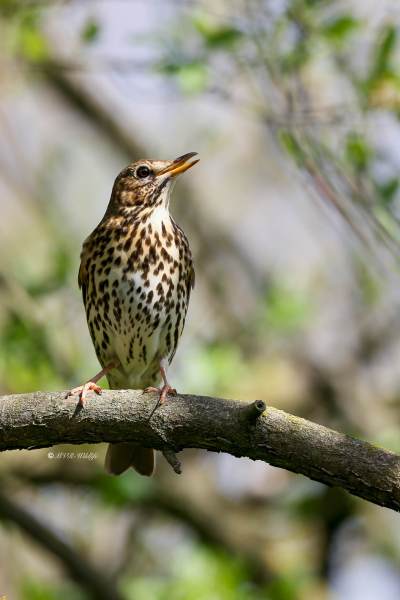 BR8A6602-Zanglijster-Song-Thrush-Singdrossel-Grive-musicienne-Zorzal-comun_1