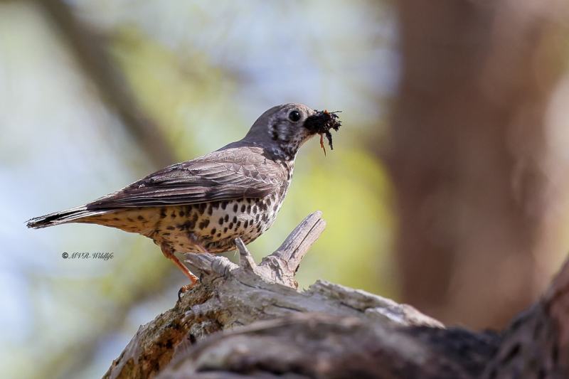 BR8A7474-Zanglijster-Song-Thrush-Singdrossel-Grive-musicienne-Zorzal-comun_1