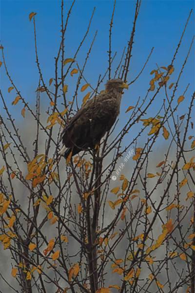 BR8A1236-Zeearend-White-tailed-Eagle-Seeadler-Pygargue-a-queue-blanche-Pigargo-europeo-2_1