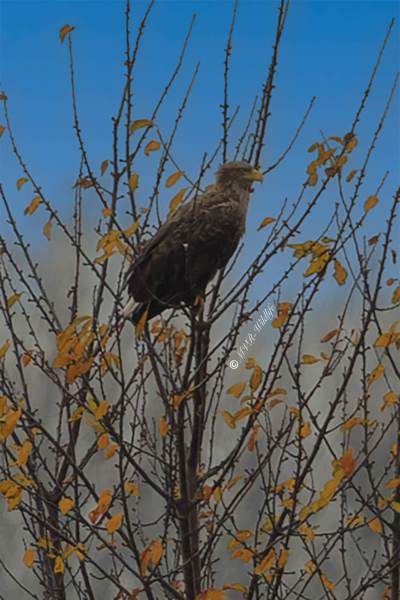 BR8A1236-Zeearend-White-tailed-Eagle-Seeadler-Pygargue-a-queue-blanche-Pigargo-europeo_1