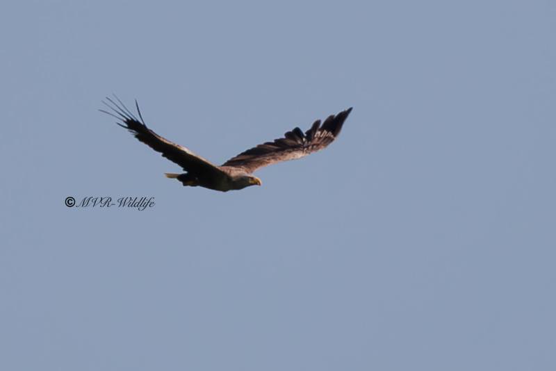 BR8A2151-Zeearend-White-tailed-Eagle-Seeadler-Pygargue-a-queue-blanche-Pigargo-europeo_1