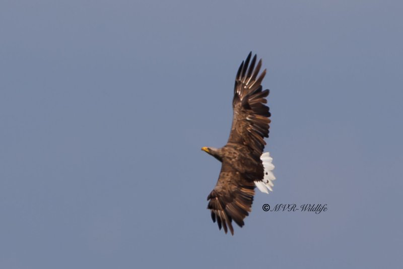 BR8A2168-Zeearend-White-tailed-Eagle-Seeadler-Pygargue-a-queue-blanche-Pigargo-europeo_1