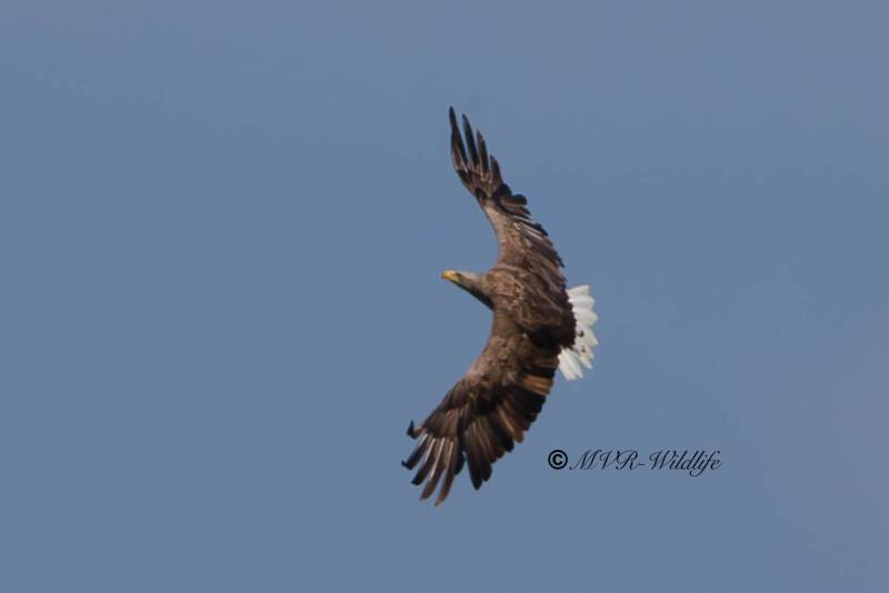 BR8A2169-Zeearend-White-tailed-Eagle-Seeadler-Pygargue-a-queue-blanche-Pigargo-europeo_1