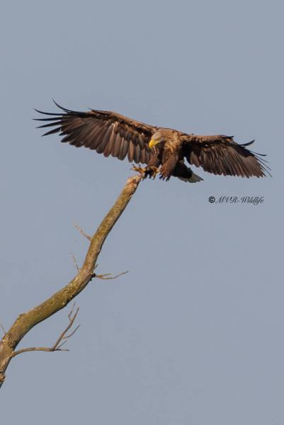 BR8A2827-Zeearend-White-tailed-Eagle-Seeadler-Pygargue-a-queue-blanche-Pigargo-europeo_1