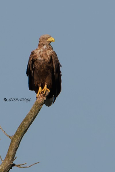 BR8A2905-Zeearend-White-tailed-Eagle-Seeadler-Pygargue-a-queue-blanche-Pigargo-europeo_1