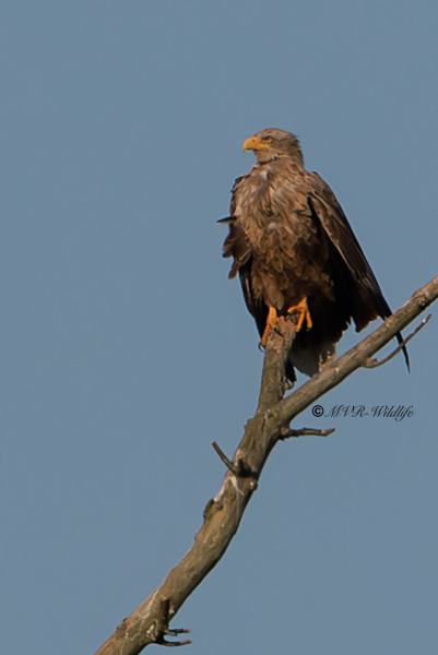 BR8A2920-Zeearend-White-tailed-Eagle-Seeadler-Pygargue-a-queue-blanche-Pigargo-europeo_1