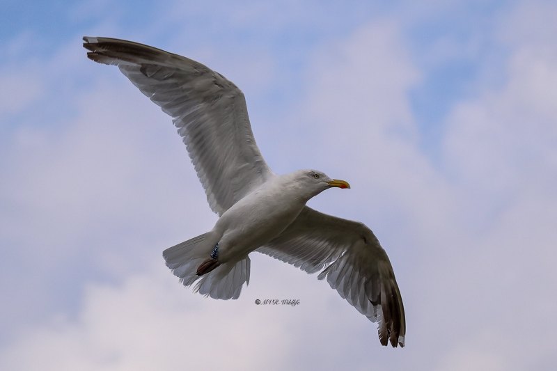 177A5622-Zilvermeeuw-Herring-Gull-Silbermowe-Goeland-argente-Gaviota-argentea_1