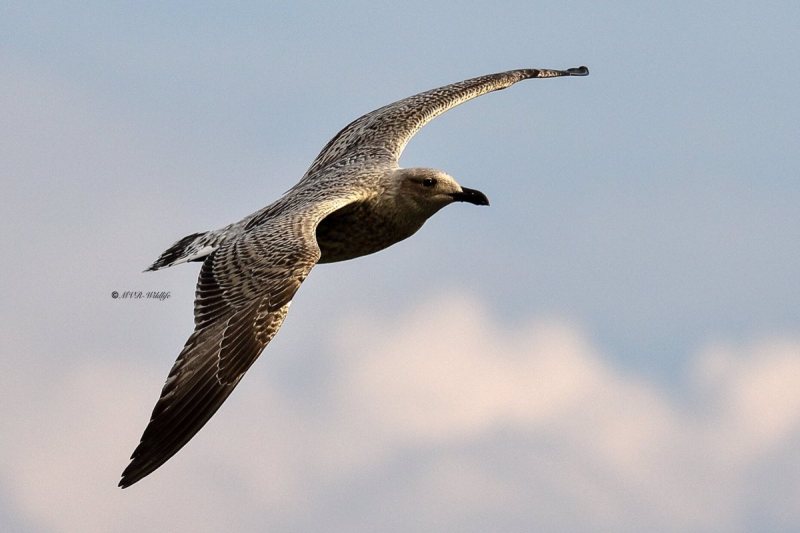 177A5787-Zilvermeeuw-Herring-Gull-Silbermowe-Goeland-argente-Gaviota-argentea_1
