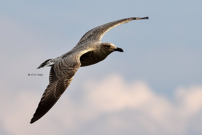 177A5787-Zilvermeeuw-Herring-Gull-Silbermowe-Goeland-argente-Gaviota-argentea_1