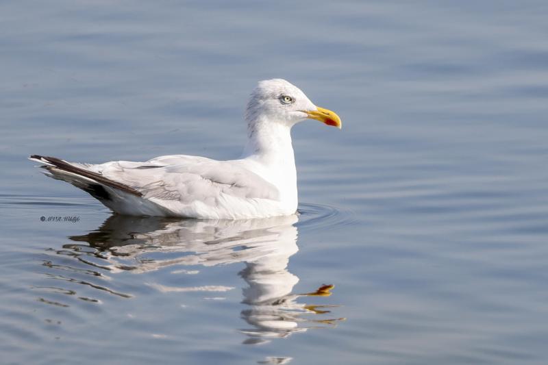 BR8A6443-Zilvermeeuw-Herring-Gull-Silbermowe-Goeland-argente-Gaviota-argentea_1