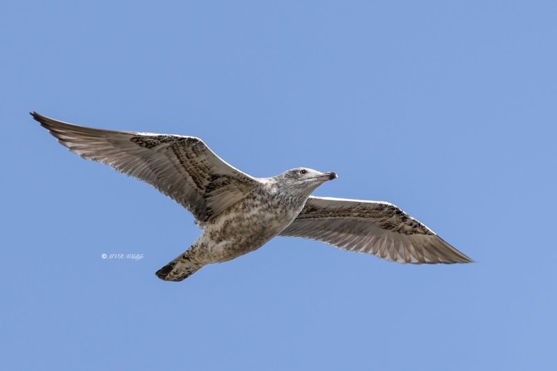 BR8A7292-Zilvermeeuw-Herring-Gull-Silbermowe-Goeland-argente-Gaviota-argentea_1