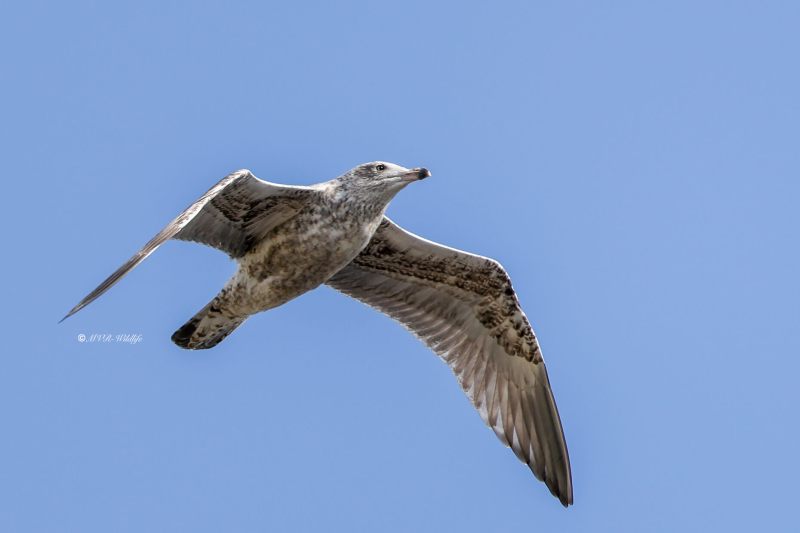 BR8A7293-Zilvermeeuw-Herring-Gull-Silbermowe-Goeland-argente-Gaviota-argentea_1
