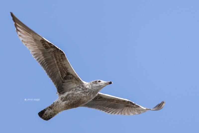 BR8A7294-Zilvermeeuw-Herring-Gull-Silbermowe-Goeland-argente-Gaviota-argentea_1